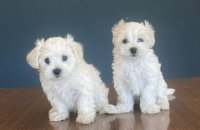 Maltese Terrier