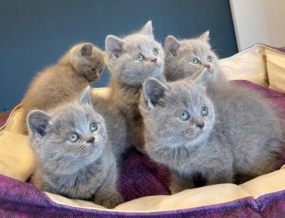 British Shorthair