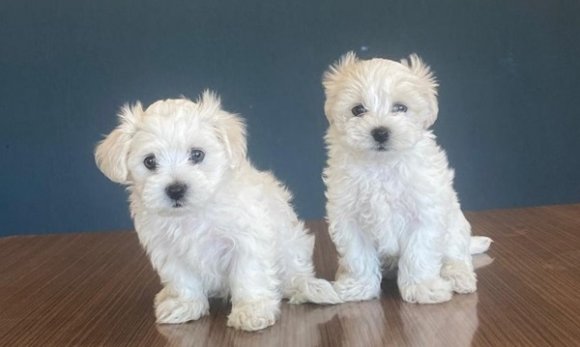 Maltese Terrier